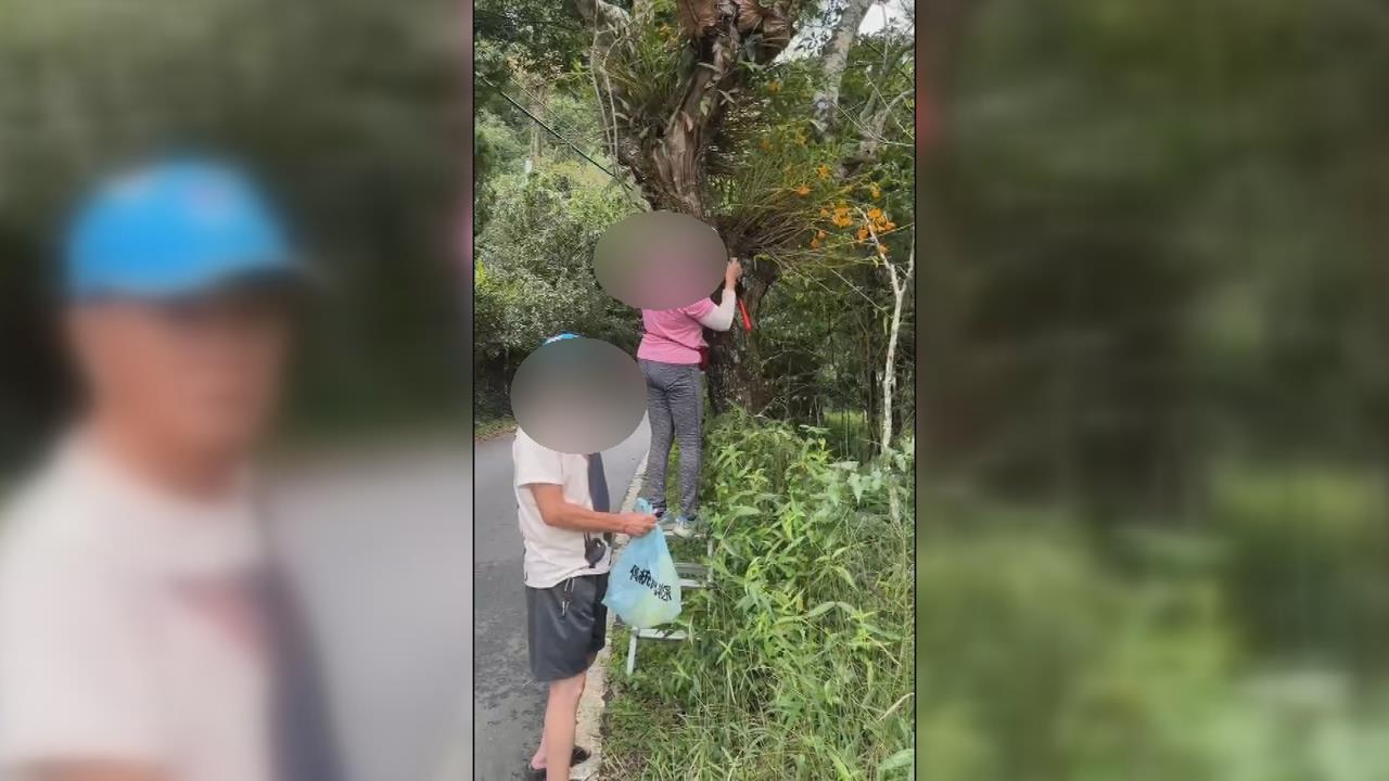 奮起湖珍稀蘭花險遭竊取　可疑男女自備梯子辯修剪雜枝