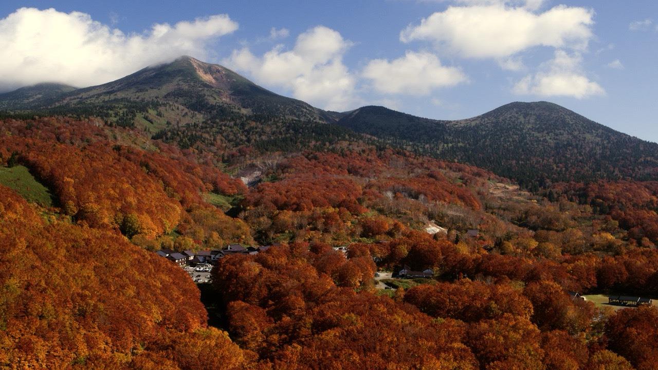 日本青森男疑遭熊襲失蹤　直升機搜索驚見「可疑人形物體」