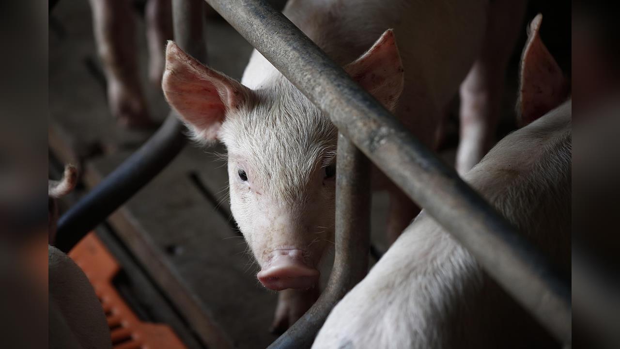 西班牙爆非洲豬瘟疫情 農業部不排除為實驗室外洩