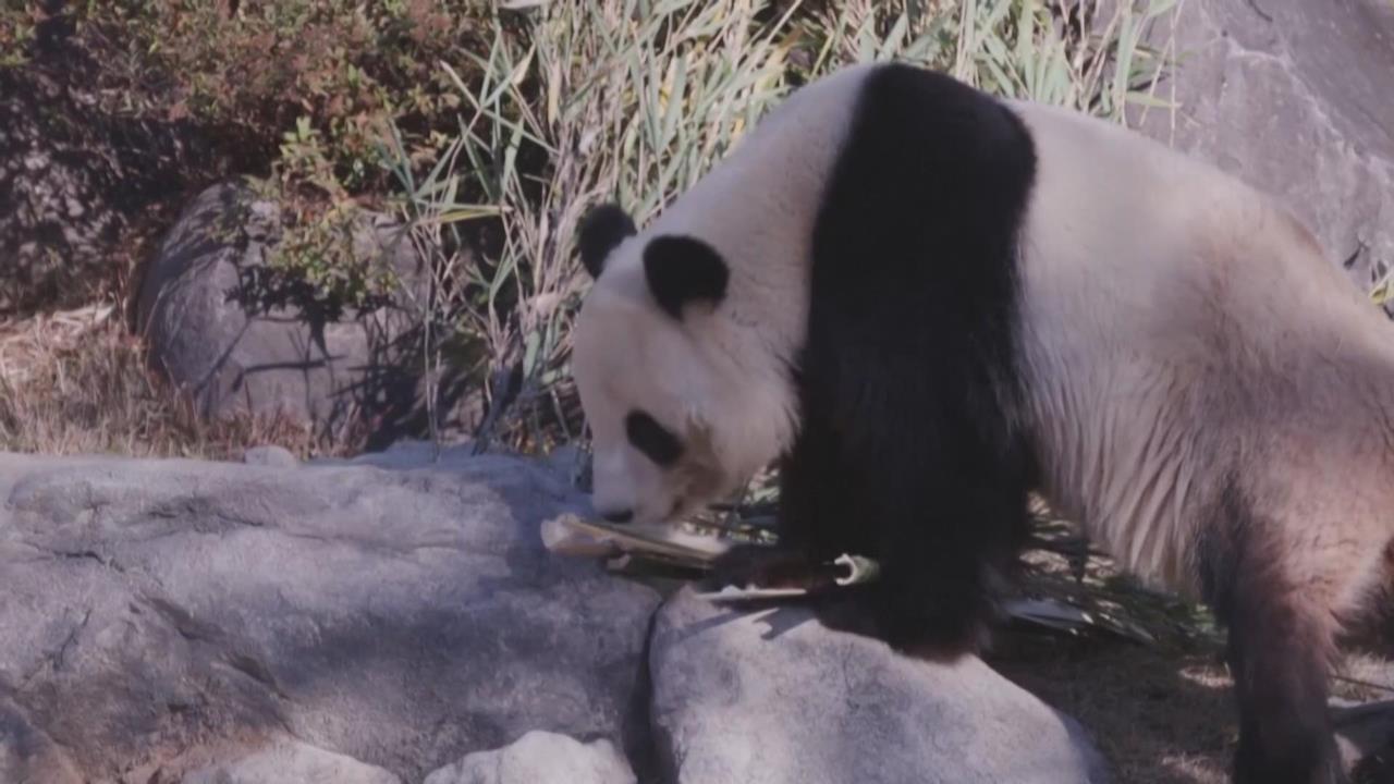 日本首度「貓熊歸零」 曉曉、蕾蕾啟程返中國粉絲落淚