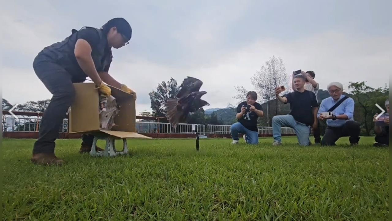 非法架設鳥網"鳥.鴿死一片" 基隆市鳥黑鳶"眨一眼"獲救