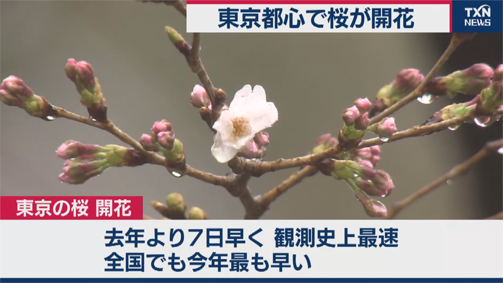 日本櫻花季登場 花農推在家賞花拚經濟