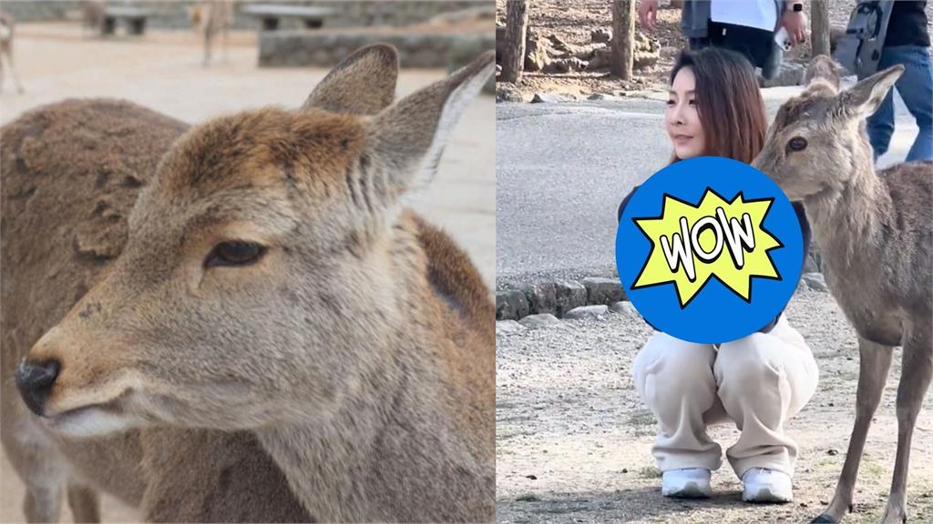 奈良鹿猛盯女遊客「超兇身材」片瘋傳!日本網友全暈船:想變成那隻鹿