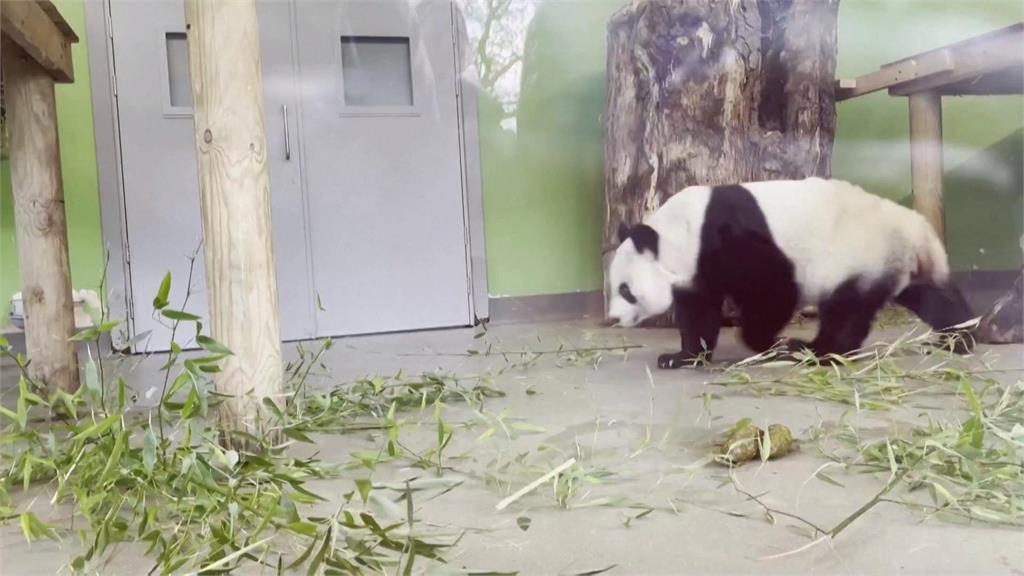 英國愛丁堡動物園「陽光」及「甜甜」　12月初送回中國！大小朋友搶見面