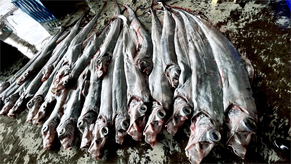 俗稱「地震魚」　漁民一口氣捕撈50尾「皇帶魚」