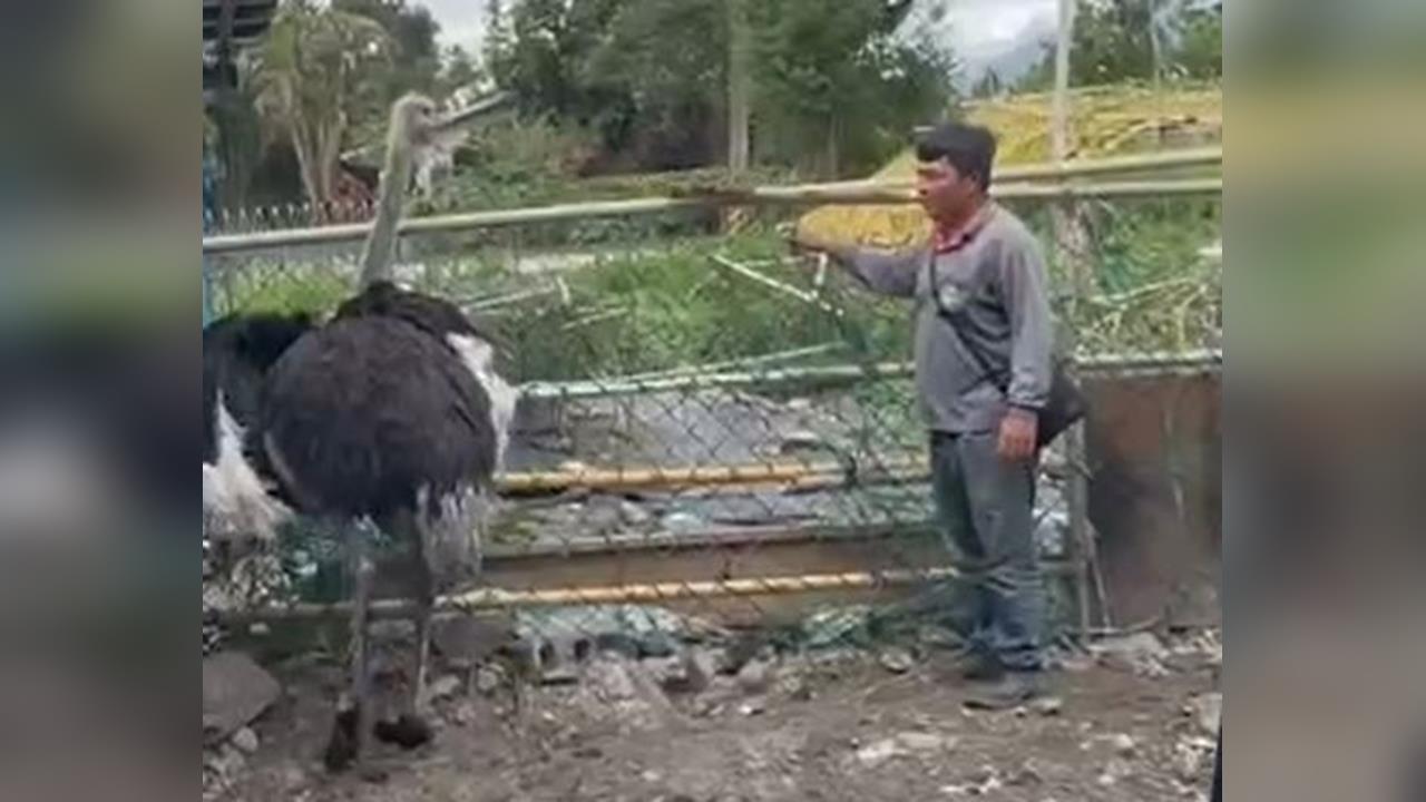 人鳥同路！街頭驚見鴕鳥狂奔　衝進鐵工廠　轎車沿路緊跟