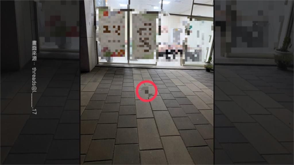 遭強制搬離　蘆竹社宅2天3幼貓墜樓身亡　租戶出國疏於照護導致