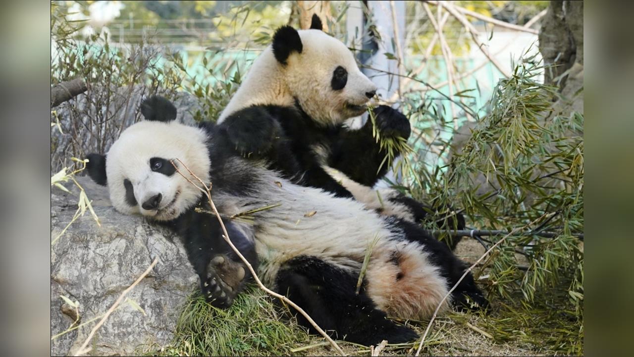 日本「最後2熊貓」1月底送回中國！54年以來首見萌主「全境清零」