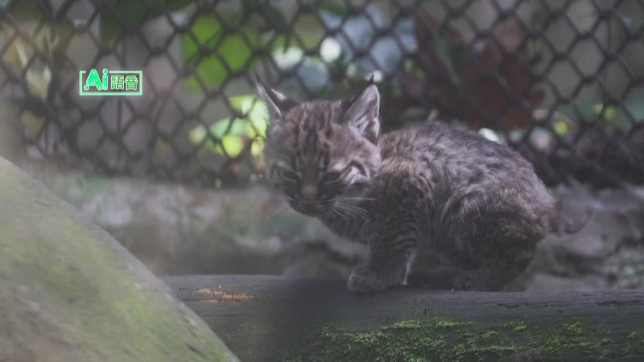 墨西哥查普特佩克動物園　首隻園內誕生「紅短尾貓」亮相
