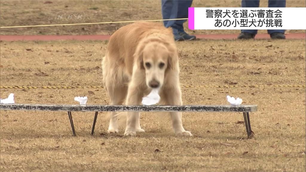 日本民間警犬甄選會 吉娃娃也來挑戰