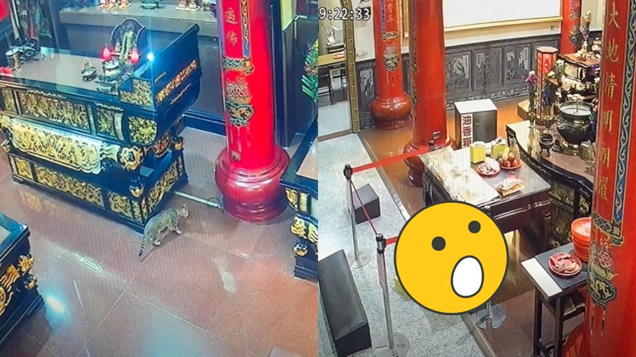 小貓闖福德祠「推倒立筊」　網見監視器畫面「1關鍵」驚：土地公派來的