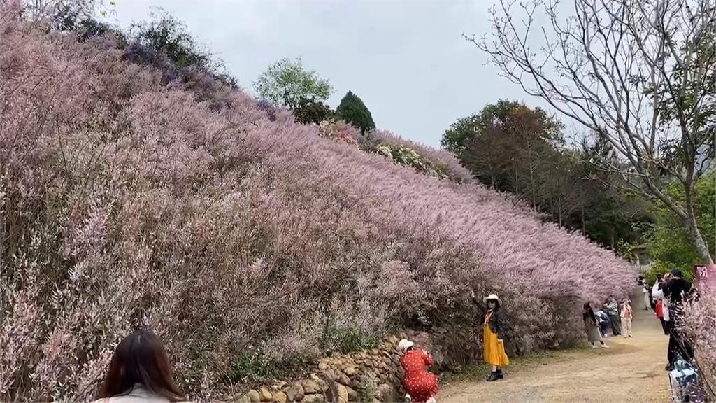 仙氣爆棚！　麝香木鮮豔綻放　粉紫花海環繞山谷