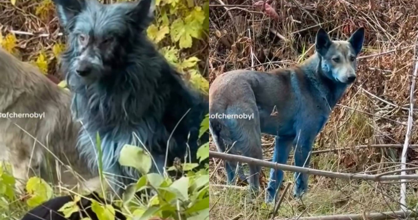 藍色的狗?切爾諾貝利核災禁區流浪犬毛色突變 學者懷疑遭化學物質污染