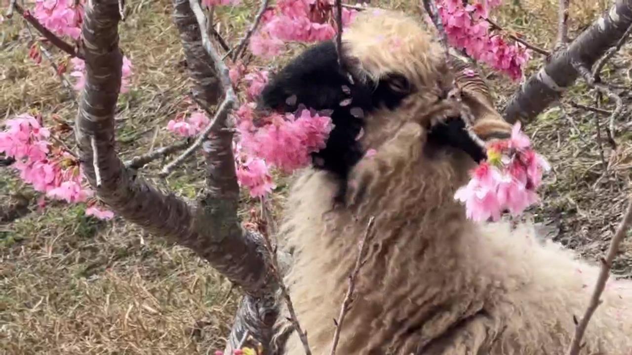 最萌採花現行犯! 清境農場羊咩咩狂嗑櫻花