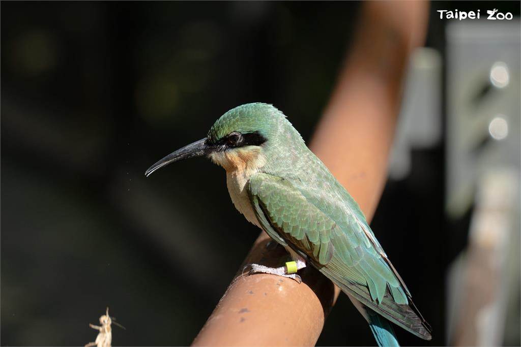 快新聞／呆萌「菜鳥」報到！　北市動物園放飛3隻栗喉蜂虎