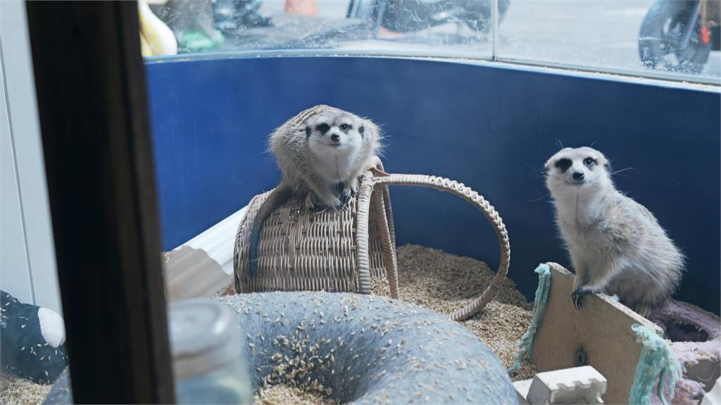 異言堂(影)／啥！狐獴、土撥鼠不能養？　飼主：勿炒作綠鬣蜥