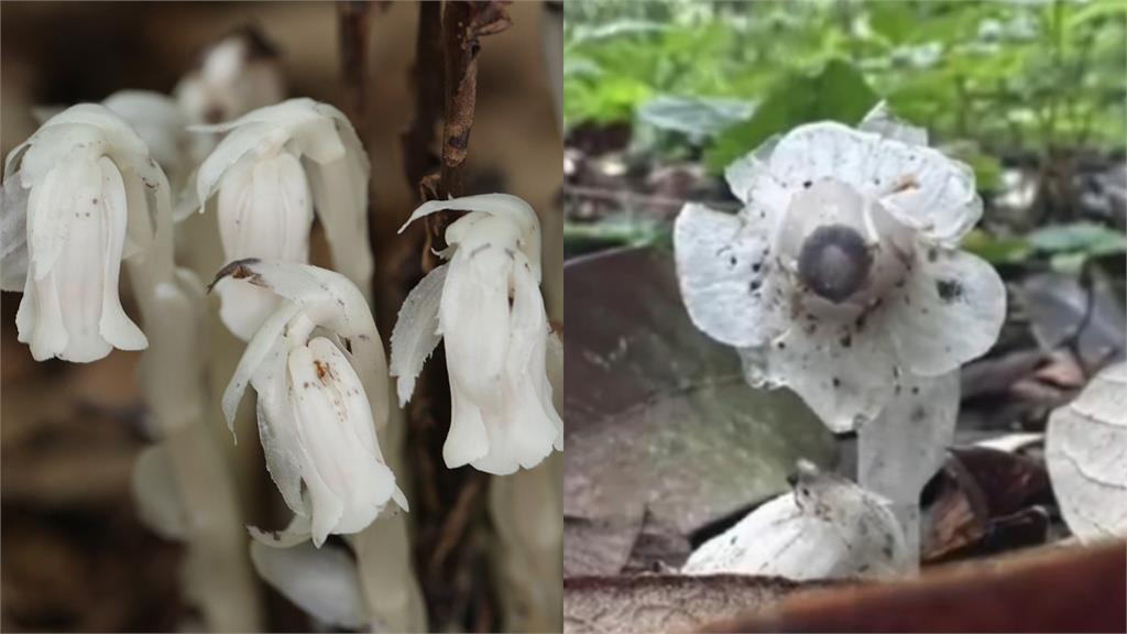 中國驚見「7株冥界之花」人一碰就發黑!專家親揭稀有度:1年只出現40天
