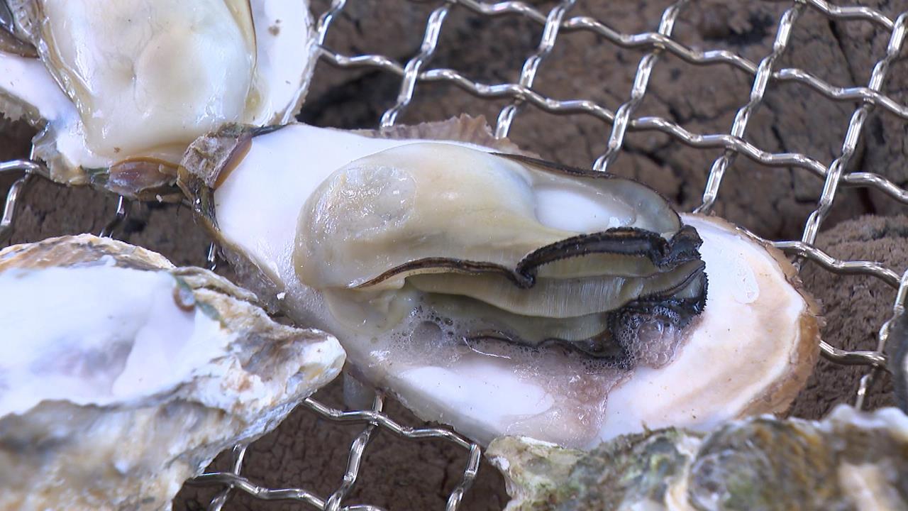 「2025東石海之夏」中秋連假登場 烤蚵一條街各出奇招拚觀光