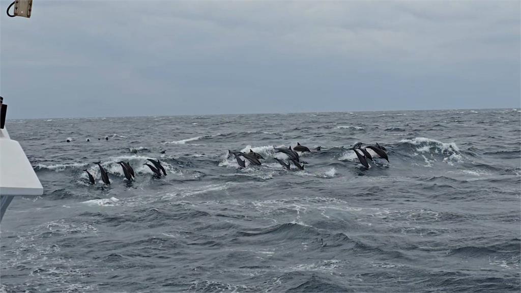 真正的「海豚音」你聽過嗎？　烏石<em>港</em>活動200隻海豚伴遊　收錄珍貴海豚音