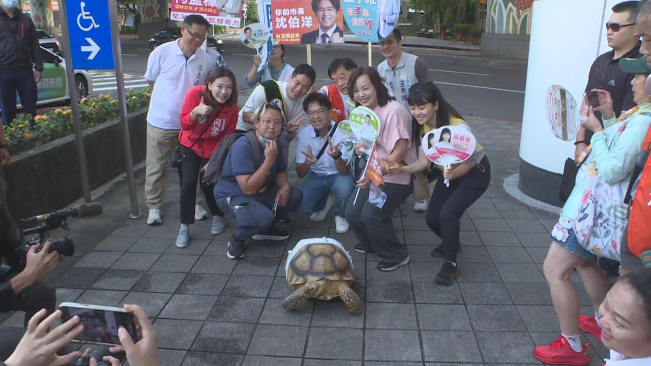快新聞／大湖公園清晨擠爆！民眾排隊搶拍沈伯洋　「超萌寵物龜」也來助陣