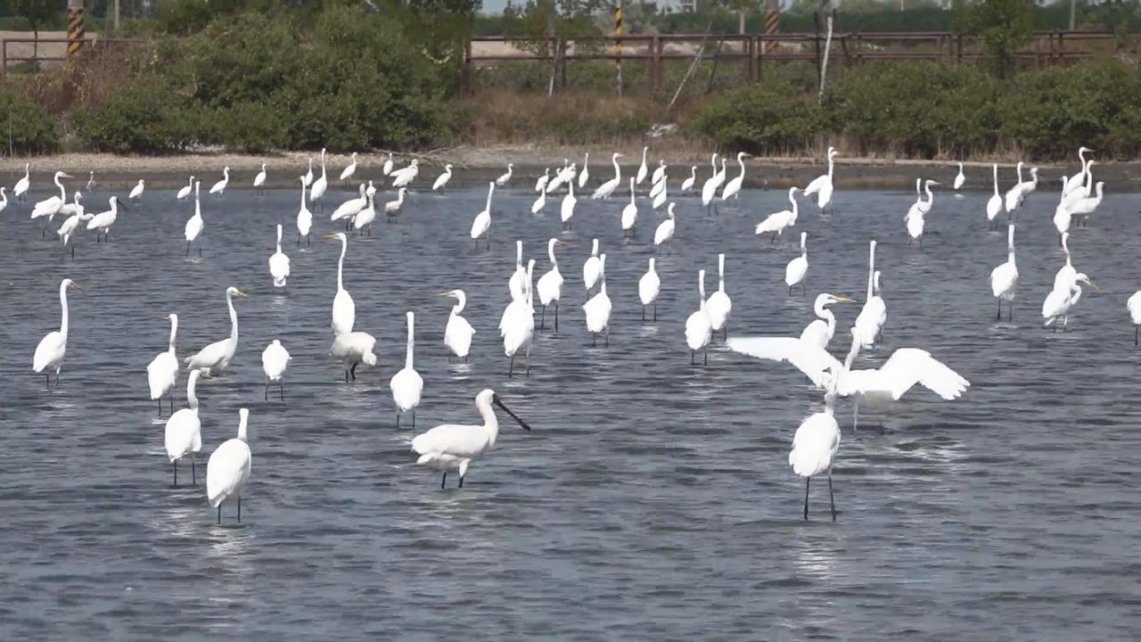 網友炸鍋! 移工"煮野鳥"貼文附黑面琵鷺照片警展開追查