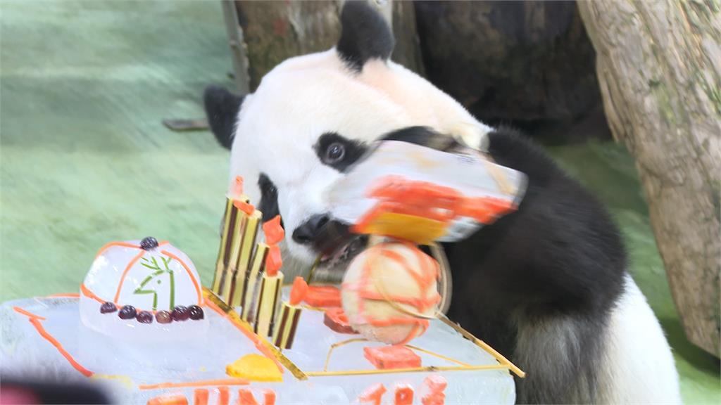 歲修開園首日迎圓寶5歲生日　食慾卻不佳！園方這樣解釋