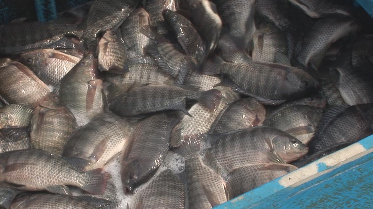 藥檢超標! 業者曝鯛魚排"送驗合規" 高市府:同批號不同檢體