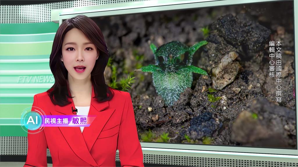 敏熙報氣象／外型酷似貓頭鷹！　「仙女燈籠」現蹤馬來西亞雨林