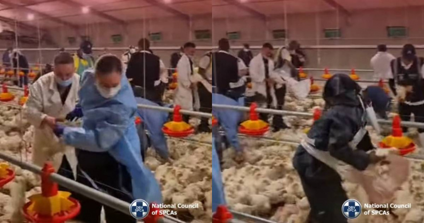 南非數十萬隻雞餓到「互相啃食」！　動保團體無奈執行安樂死