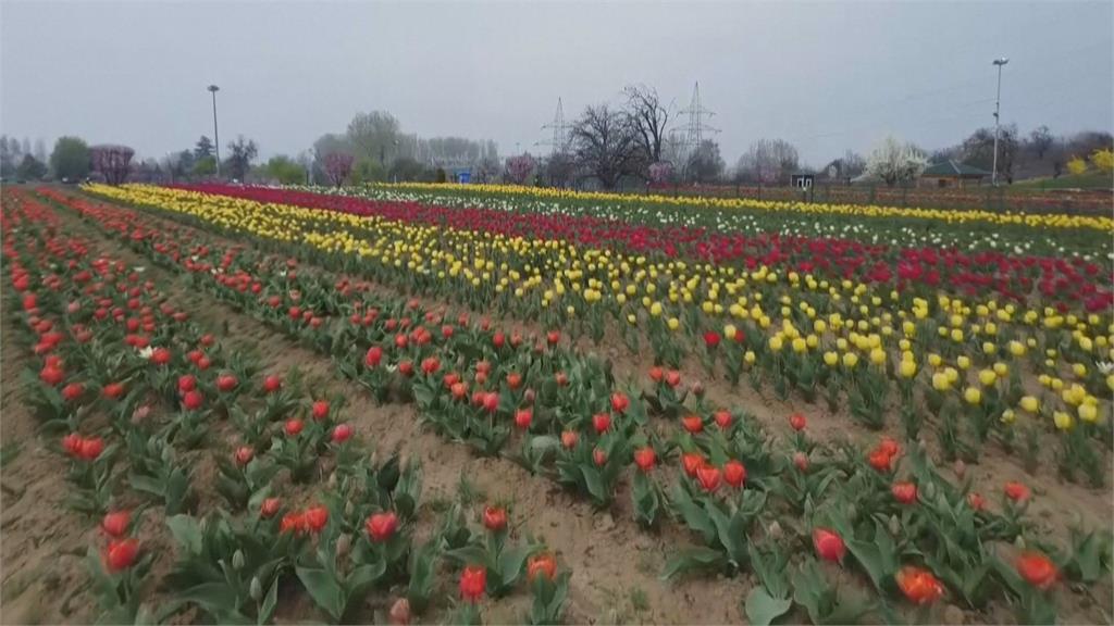 亞洲最大鬰金香花園在印度！　各地遊客湧入賞花