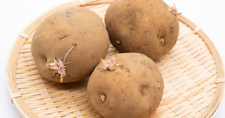 發芽馬鈴薯法國人照吃不誤？網掀兩派論戰　Cheap傻眼：網軍在害人