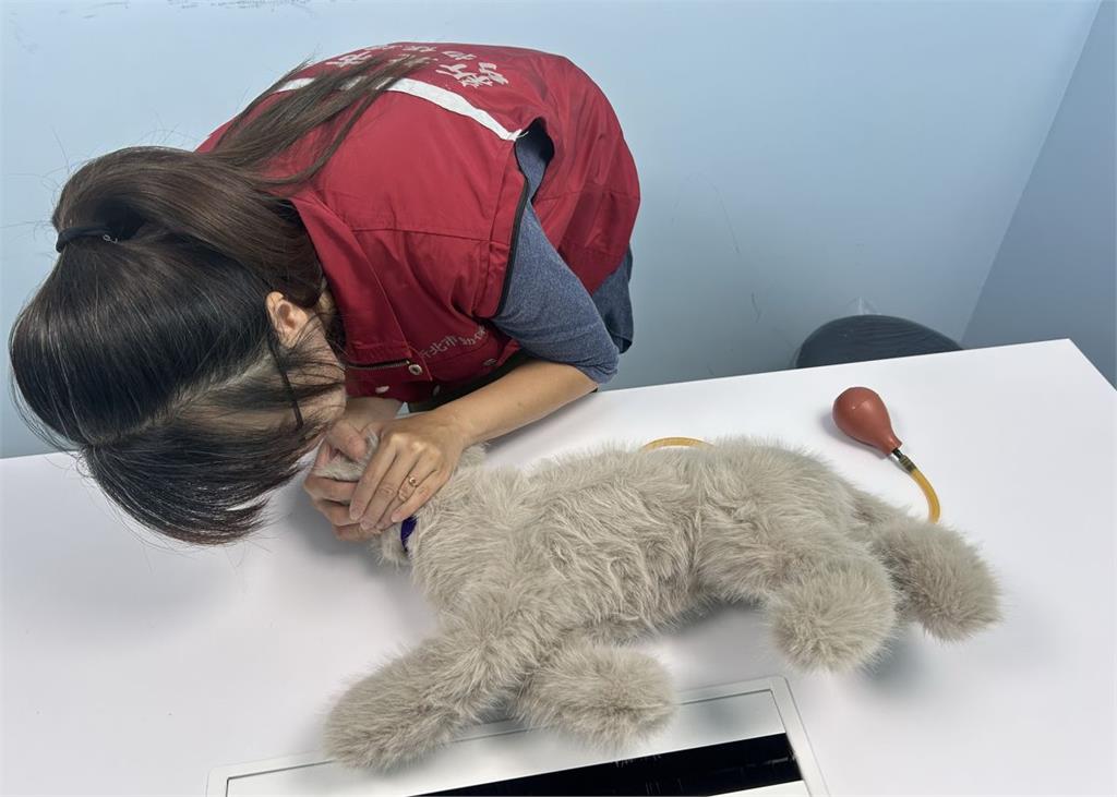 國際貓咪日！新北推廣「貓咪CPR」　守護毛孩生命安全