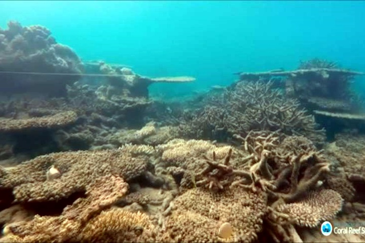 大堡礁面臨威脅 澳洲擬砸112億台幣護礁