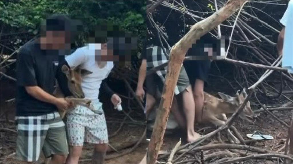 野生梅花鹿遭屁孩圍捕!「強拖出樹林、勒頸逼拍照」網一看全怒了