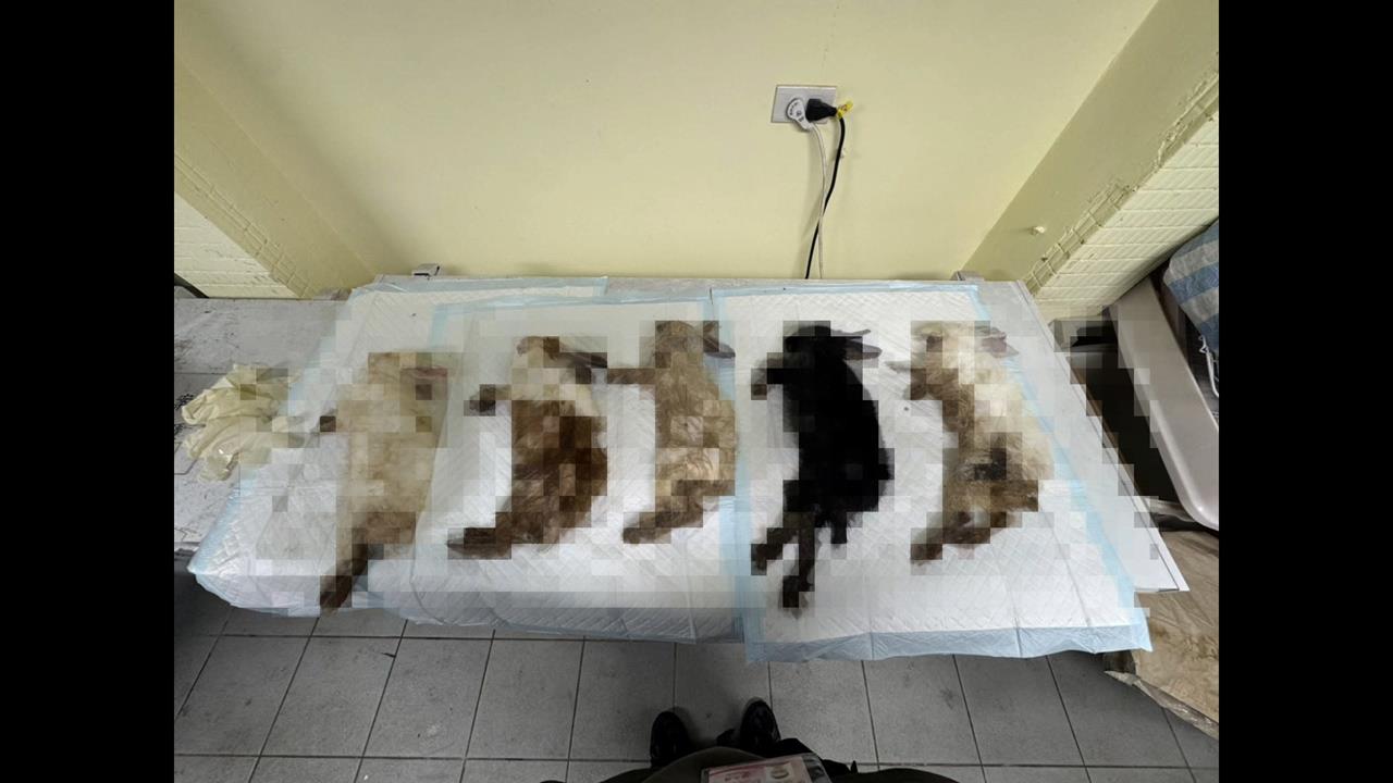 惡劣兔餐廳!非法展演大量病兔死亡 業者:生涯規劃停業