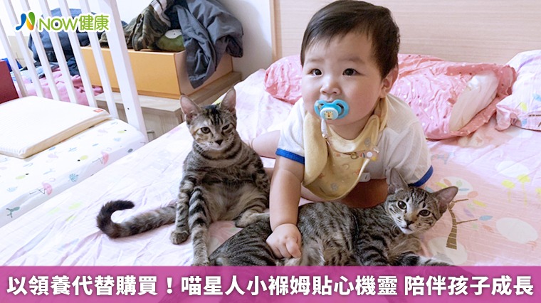 以領養代替購買！喵星人小褓姆貼心機靈　陪伴孩子成長