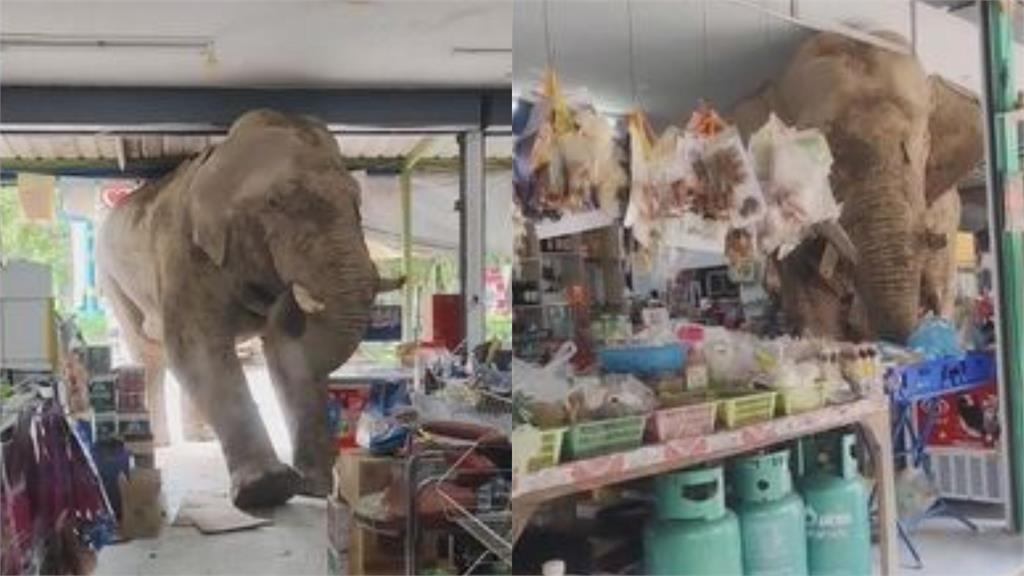 驚見「不速之獸」！泰國大象闖雜貨店狂嗑零食　店主苦笑：門口還有共犯