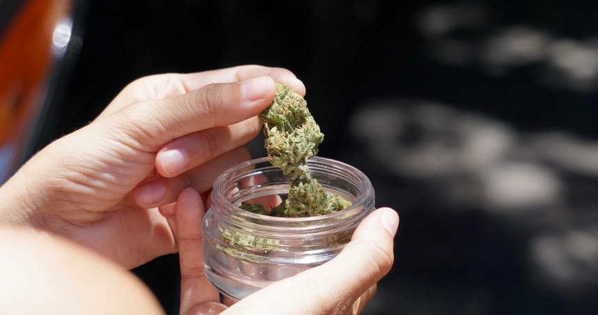 川普擬放寬「這限制」　大麻股行情回歸集體飆漲