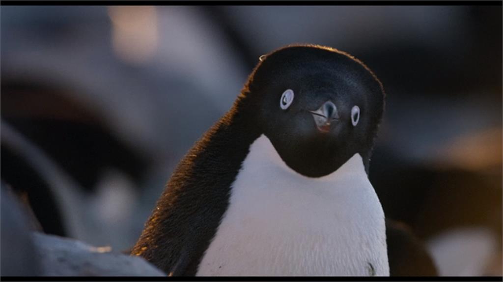 迪士尼生態紀錄片 《企鵝》揭南極奧秘 珍古德力推 
