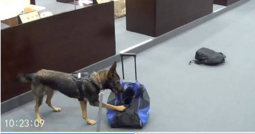 緝毒犬行不行1／狗狗竟垂涎酒店食物！　訓犬教官轟：沒實戰怎破案？