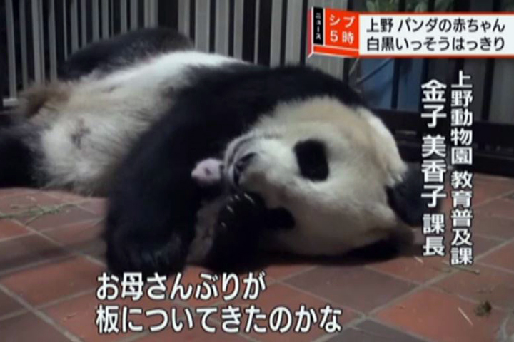 上野動物園貓熊誕生  萌樣超可愛