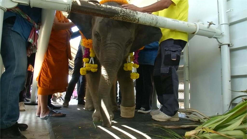 泰國小象誤入陷阱被迫截肢！保育人員裝義肢幫助行走