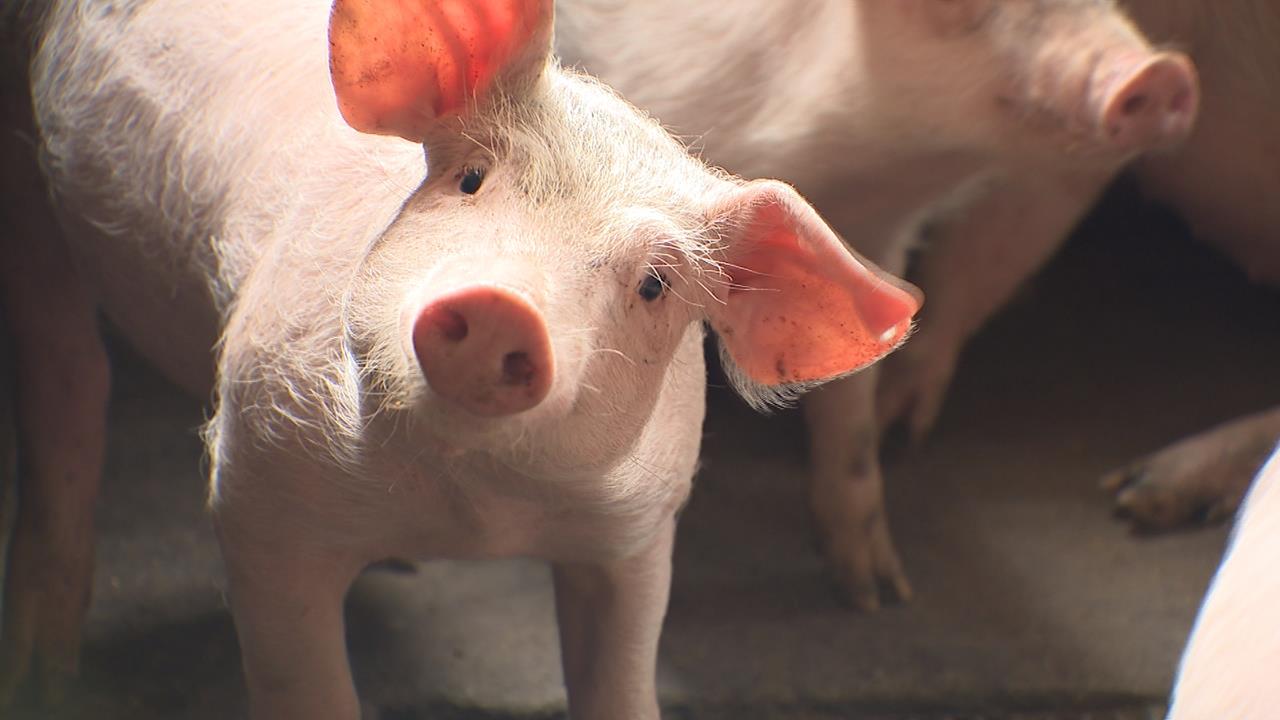 天熱+需求增! 中元節前豬肉價飆破百.雞蛋調漲3元