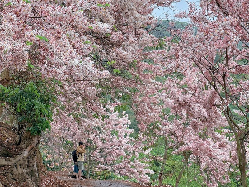 2025台南花旗木景點懶人包│七處粉紅仙境賞花地 粉色控必收