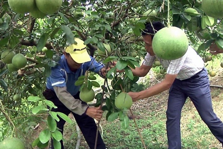 尼莎來勢洶洶！憂心血遭毀 果農忙搶收水果
