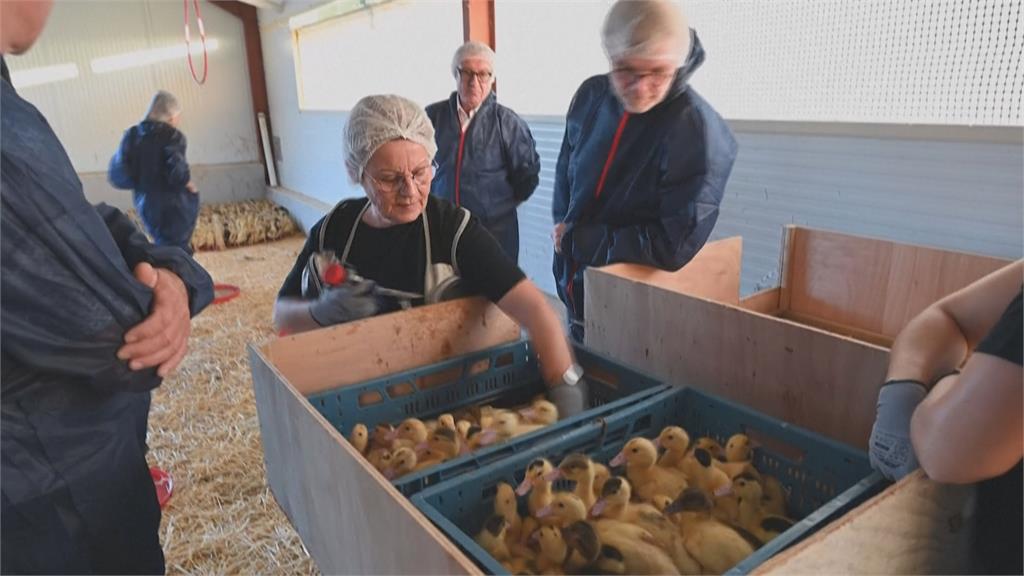 法國憂禽流感疫情爆發　政府強制為境內6400萬隻鴨子<em>施打</em>疫苗