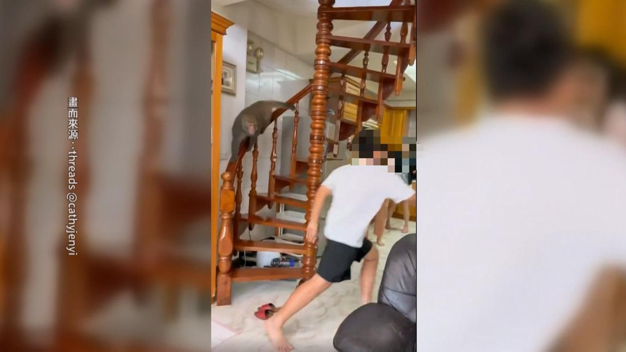 不速之客！高雄鼓山民宅獼猴闖入　屋主嚇：牠也要團圓？