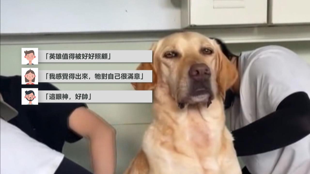 汪汪隊洗香香！台中搜救犬Ring「這表情」網友全融化