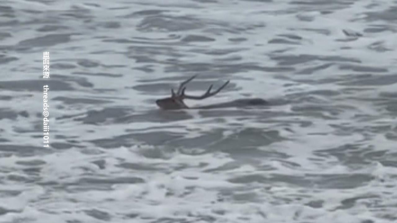 樺加沙暴風圈掃過! 南灣見梅花鹿"巨浪中游泳"