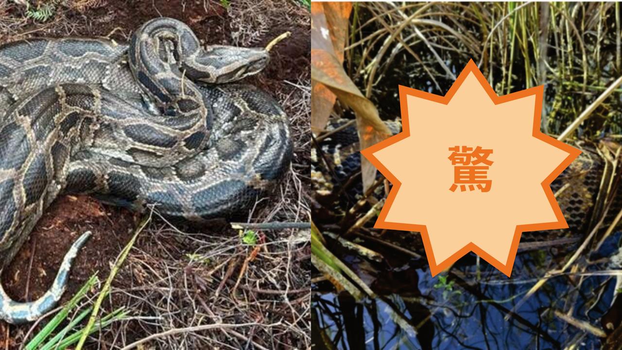沼澤巨蟒「活吞28kg鹿」又離奇吐出！專家「解答背後真相」駭人畫面曝光